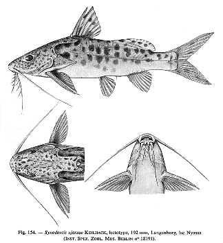 Synodontis njassae