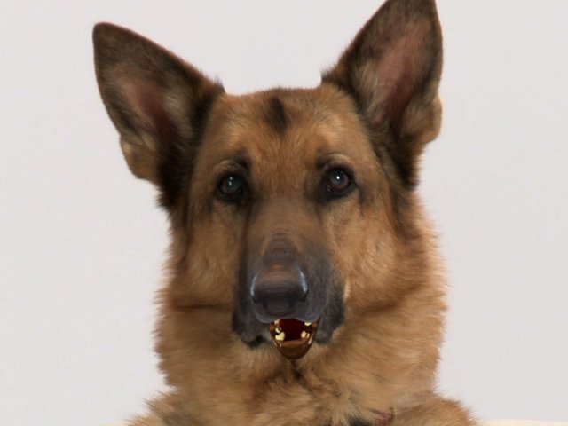 Funny Dog Animations 22 Cool Wallpaper - Funnypicture.org