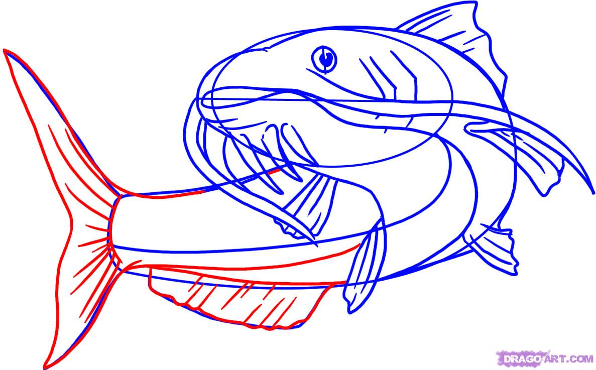 How to Draw a Catfish, Step by Step, Fish, Animals, FREE Online ...