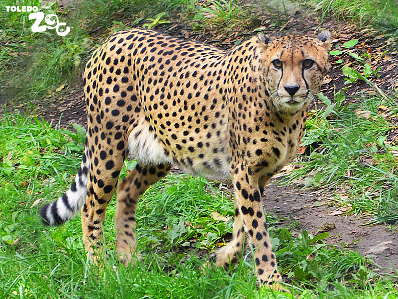 Toledo Zoo