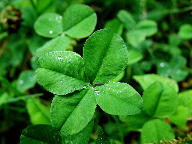 Health Benefits of Clover | ecolutionist | Survival of the Greenest