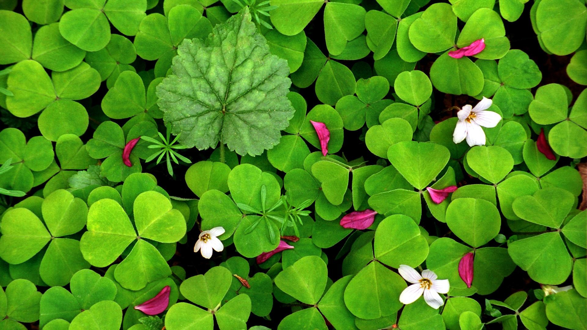 Clover Flower Field - wallpaper.