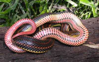Species Profile: Rainbow Snake (Farancia erytrogramma) | SREL ...
