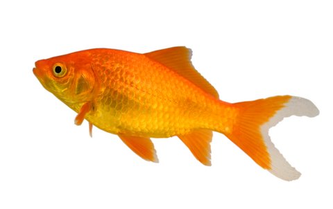 Types of Goldfish