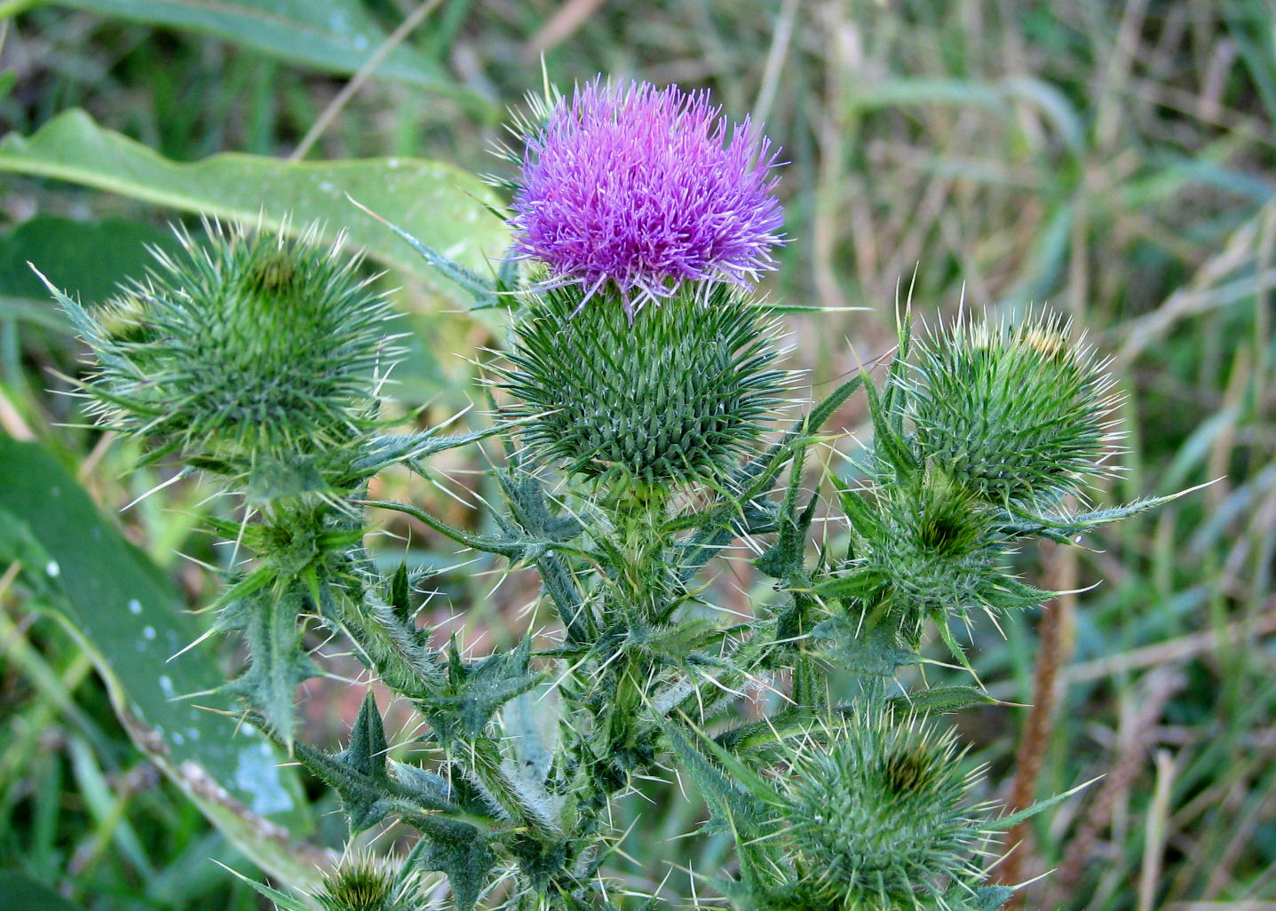 File:Spear Thistle, Ottawa.jpg - Wikimedia Commons