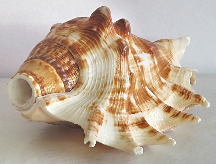 sea-shell-for-decoration-BU51_ ...