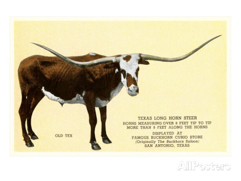 Texas Longhorn Steer Poster at AllPosters.com