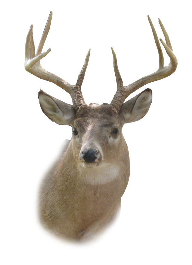 Deer Head TruckTough