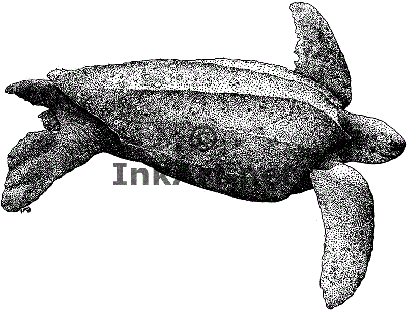 Leatherback Sea Turtle (Dermochelys corlacea) Line Art and Full ...