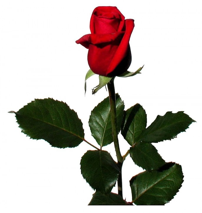 Rose on white background free image