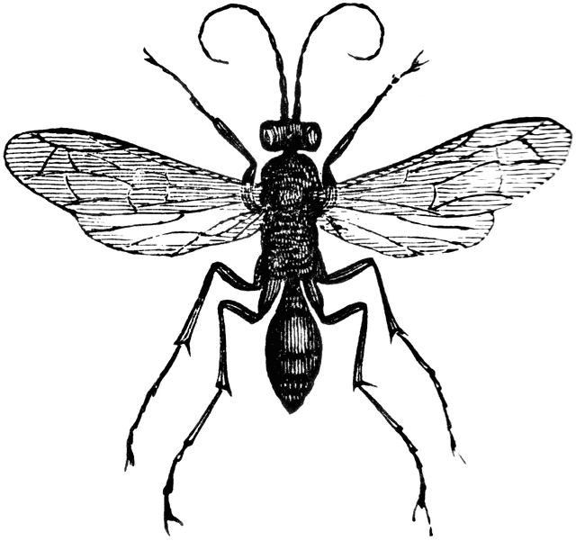 Wasp | ClipArt ETC