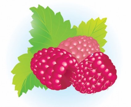 Free Raspberries Vector Illustration Vector misc - Free vector for ...