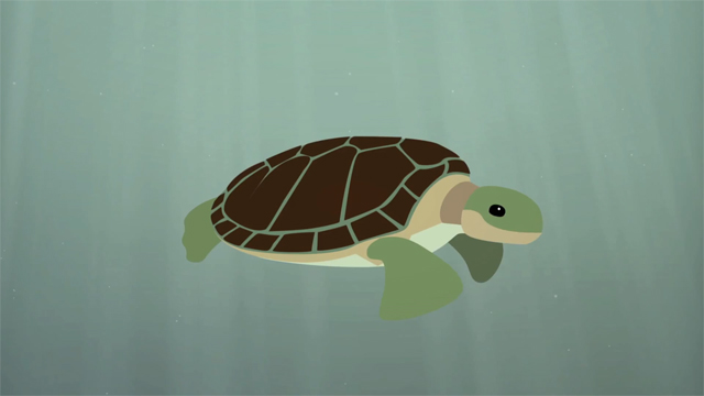 The Survival of the Sea Turtle, An Educational Animation by TED-Ed