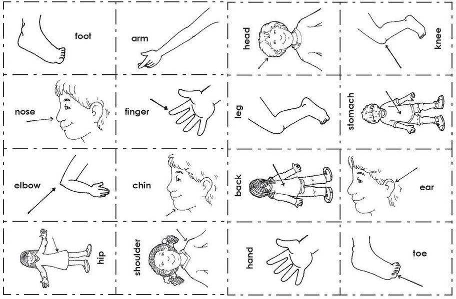 Physical Education Fatima: PARTS OF THE BODY