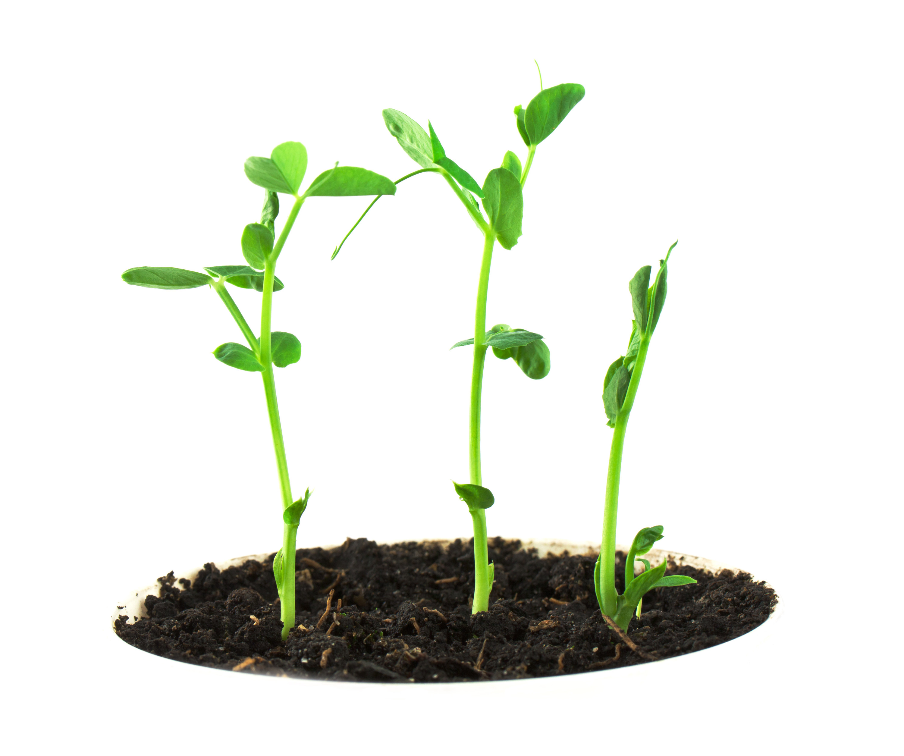 What Happens When Two Hybrid Traits are Bred Together? The Punnet ...