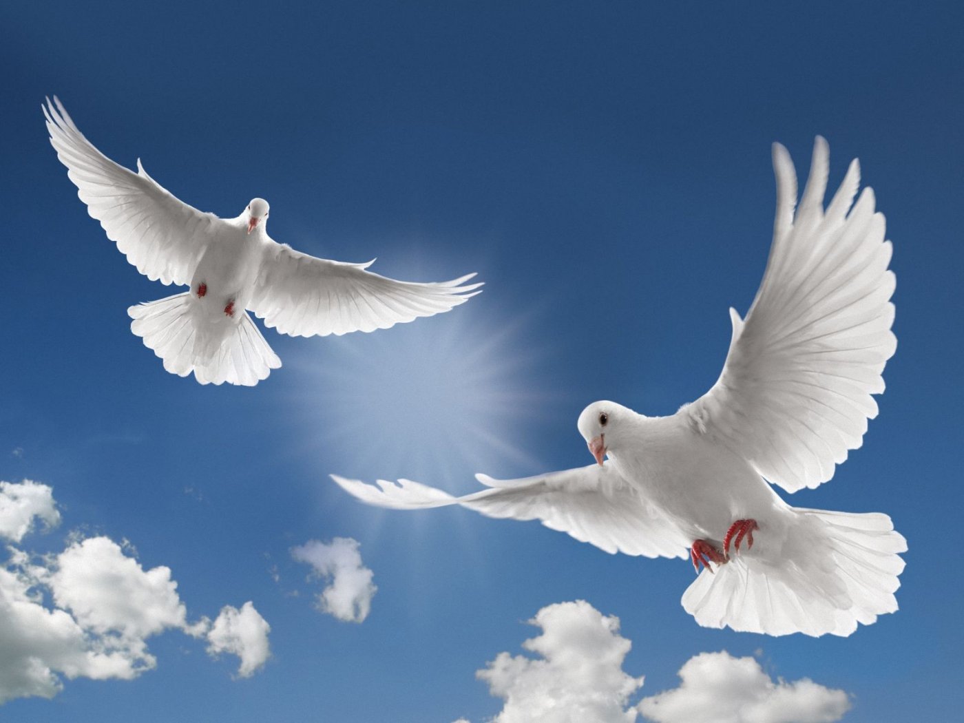Memo to the Vatican: Save the Doves! | CatholicVote.org