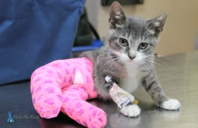 Jade The Rescued Kitten With Broken Legs | Army Kitty