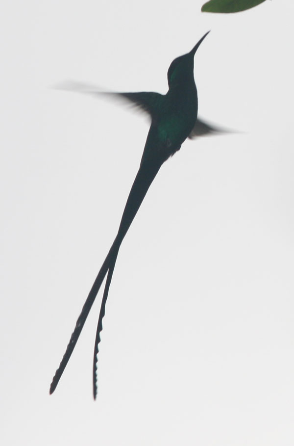 10,000 Birds | Black-billed Streamertail