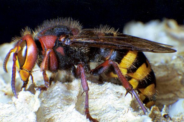Hornets - Gentle Giants!