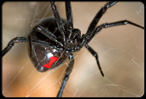 Spider Pictures Slideshow: Black Widow Spider vs. Brown Recluse ...