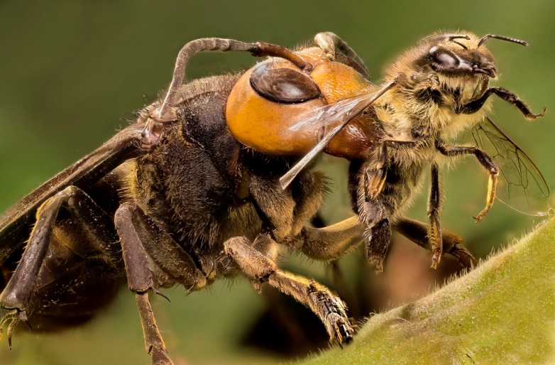 Killer Hornets | Bee Informed Partnership
