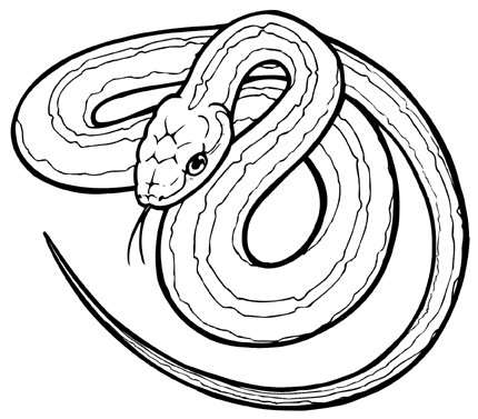 A Snake Drawing - ClipArt Best
