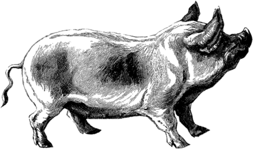Learn How To Draw a Pig