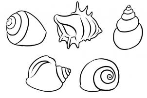 How to Draw Shells, Step by Step, Stuff, Pop Culture, FREE Online ...