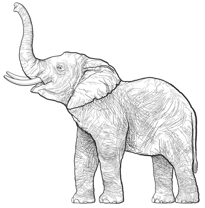 elephant drawing - Google Search | Inspiration | Pinterest