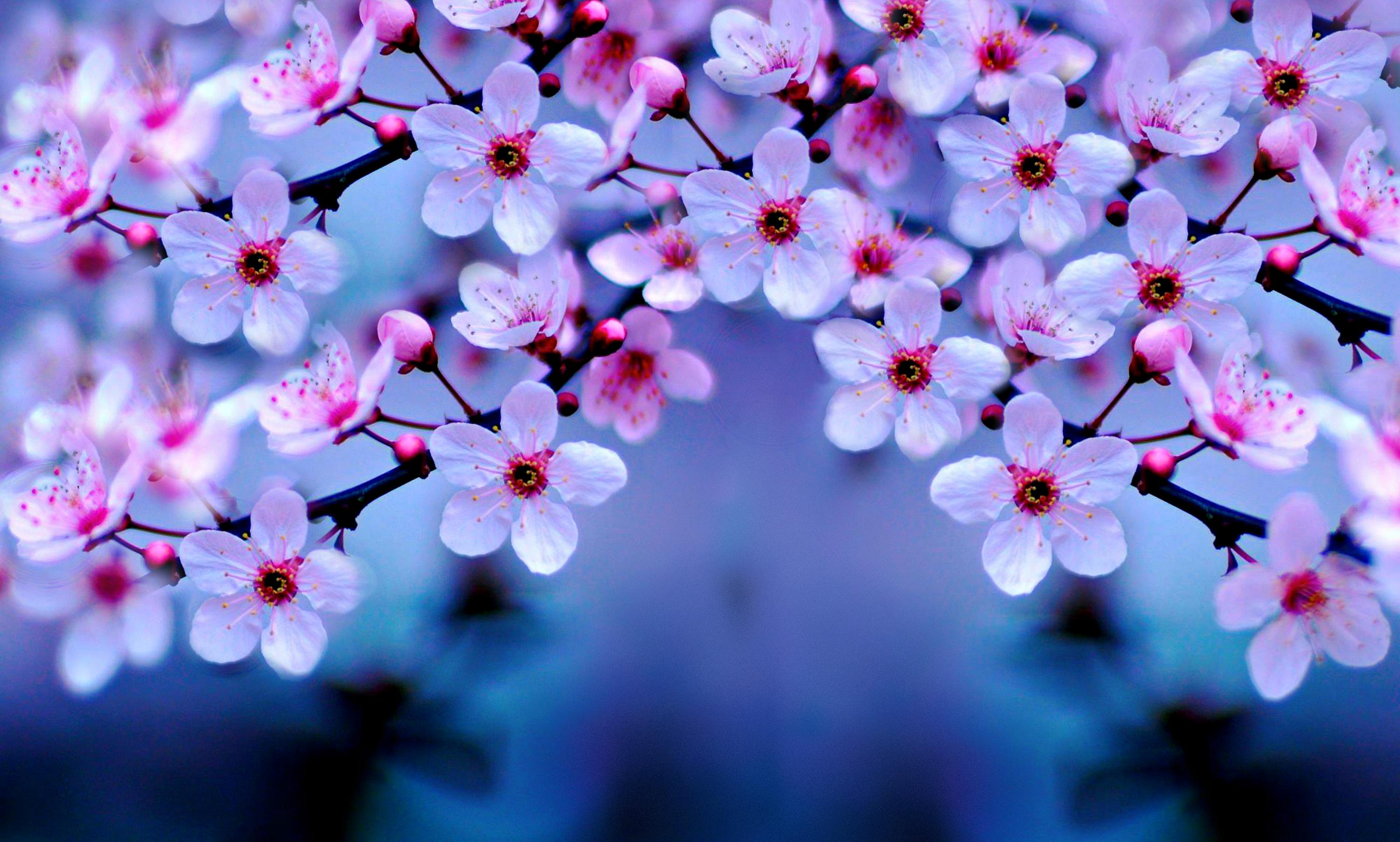 Awesome Cherry Blossom (Sakura) Wallpaper HD 5 - Gang Wallpaper 955