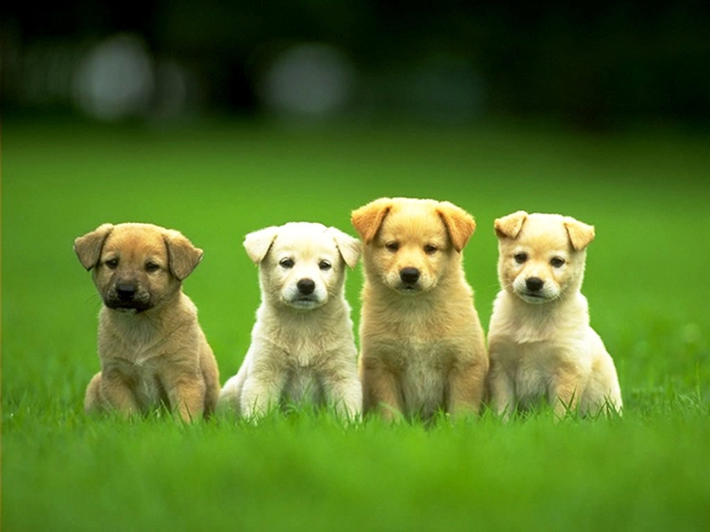 Male Puppies Let Female Puppies Win On Purpose! | UberFacts