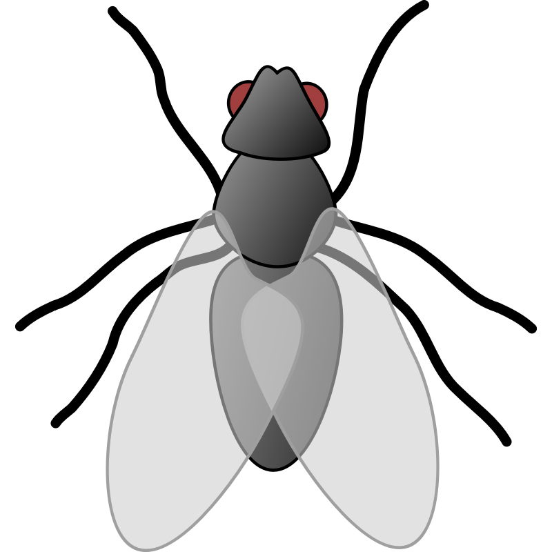 Clipart - fly 01