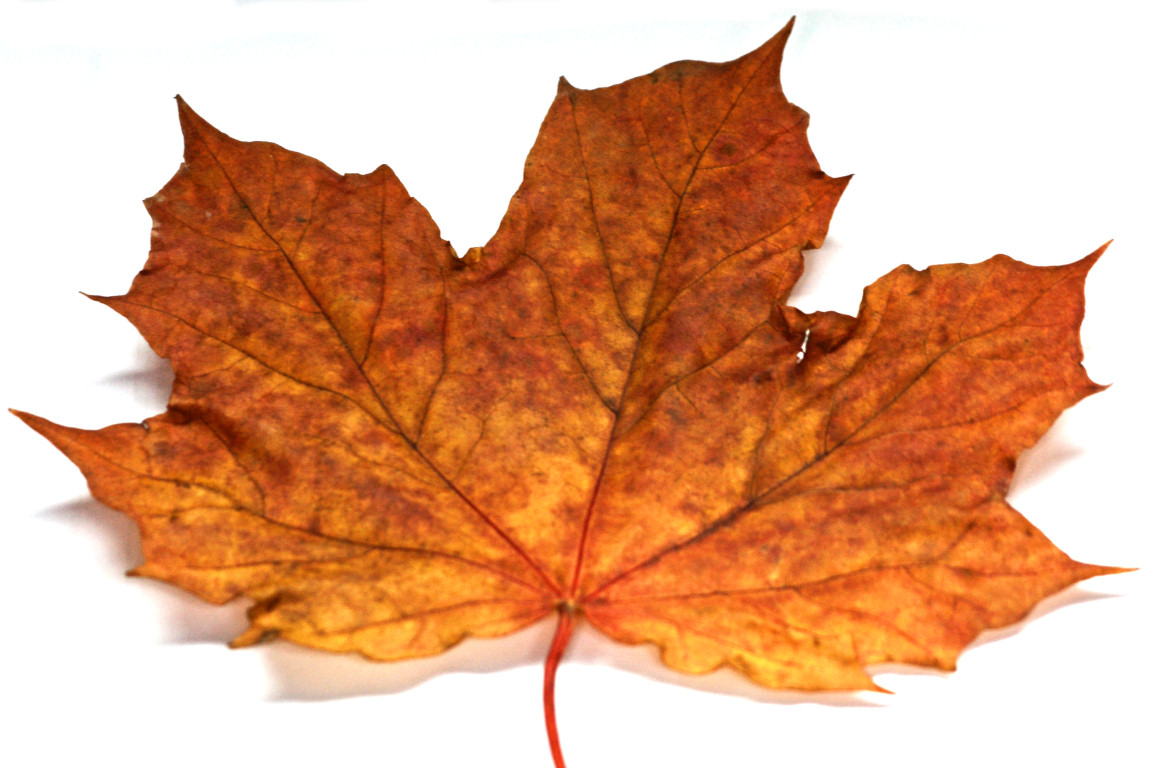 Autumn Leaves by Café Del Chillia - Royalty Free Music - Jamendo