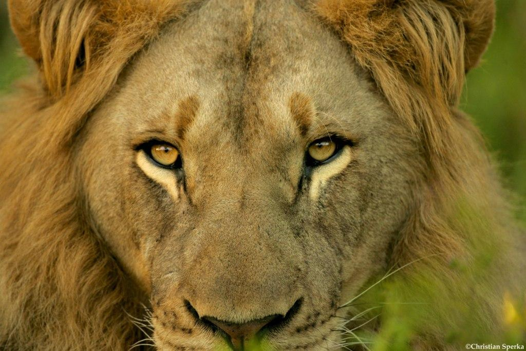 The face of a male lion | Panthera