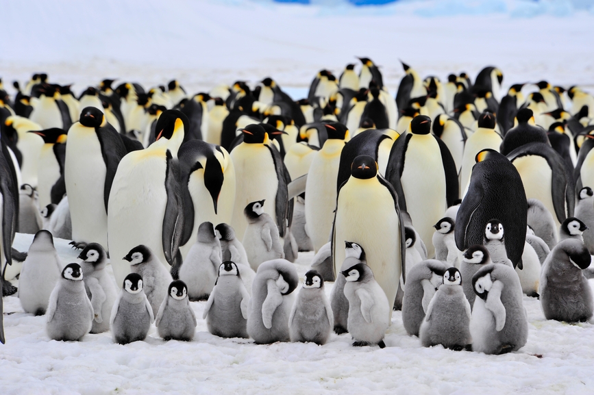 Emperor Penguins Might Adapt to Climate Change Better than Thought ...