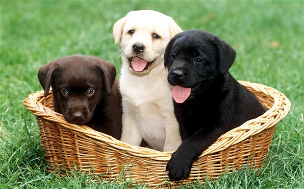 As Finals Begin…I have Puppies! | IA Scholars