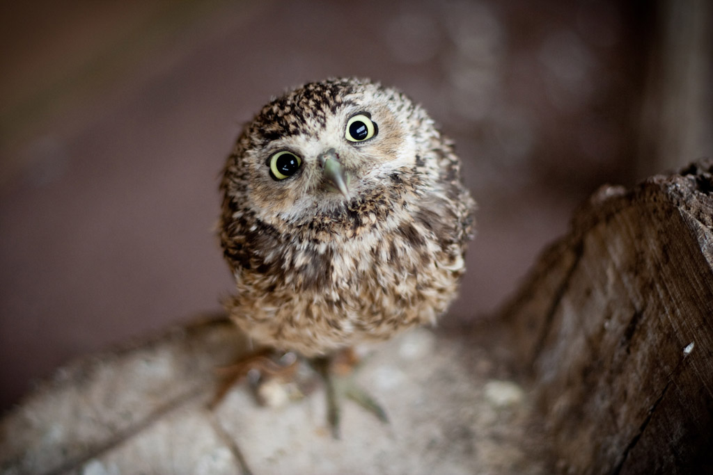 The 27 Most Adorable And Important Moments In Owl History