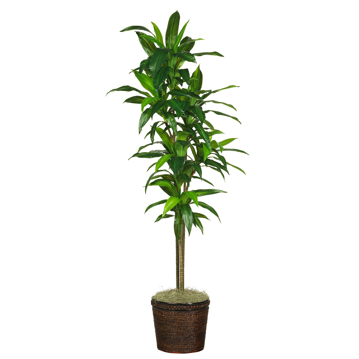 70" Dracena w/Basket Silk Plant (Real Touch)