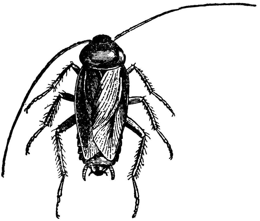 Cockroach Clipart | Clipart Panda - Free Clipart Images