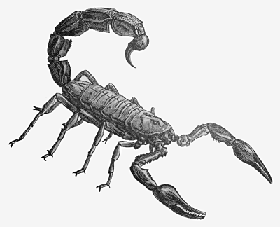Realistic Scorpion Drawing - Gallery