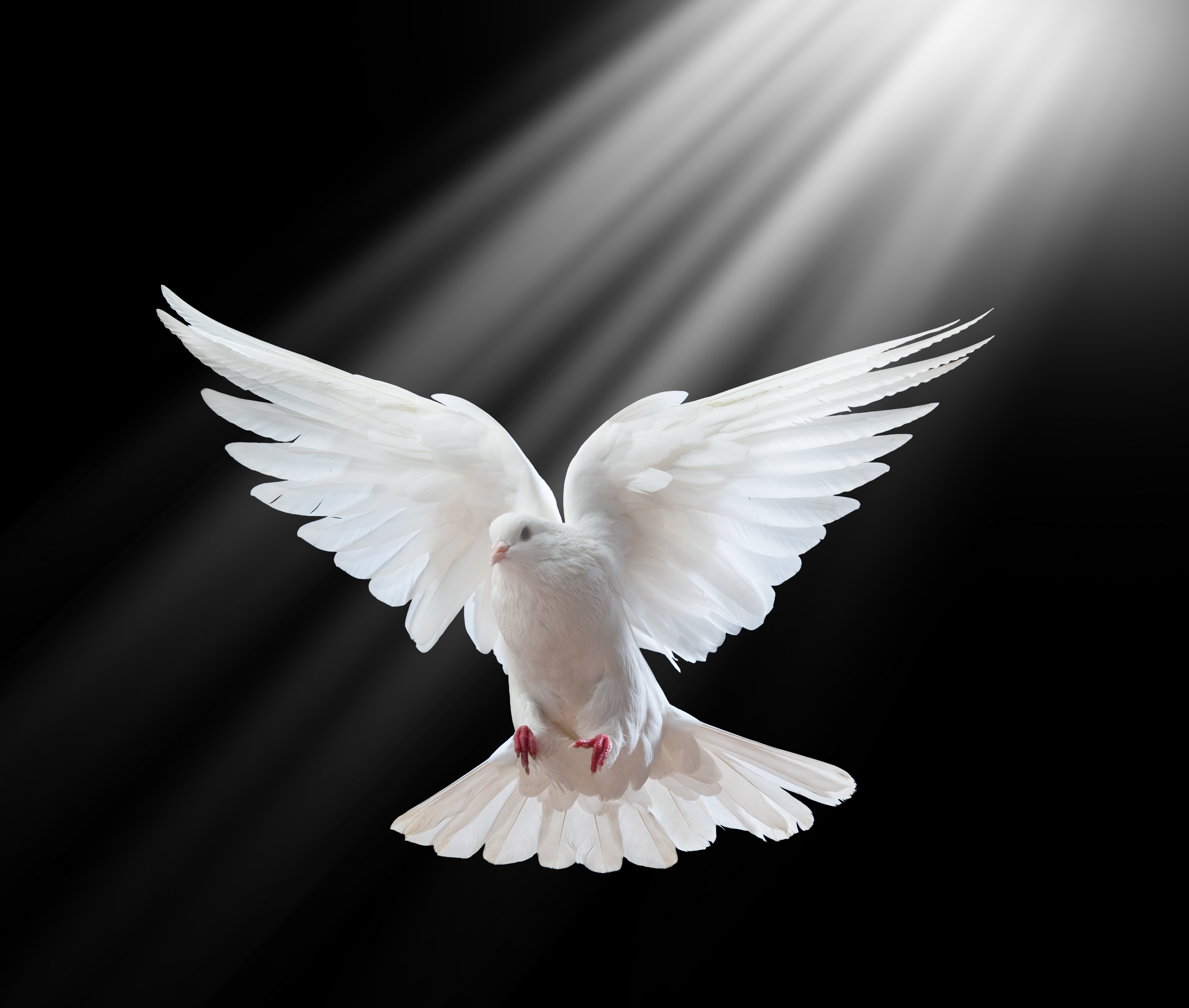 Flying Doves Animation Download - HD Photos Gallery