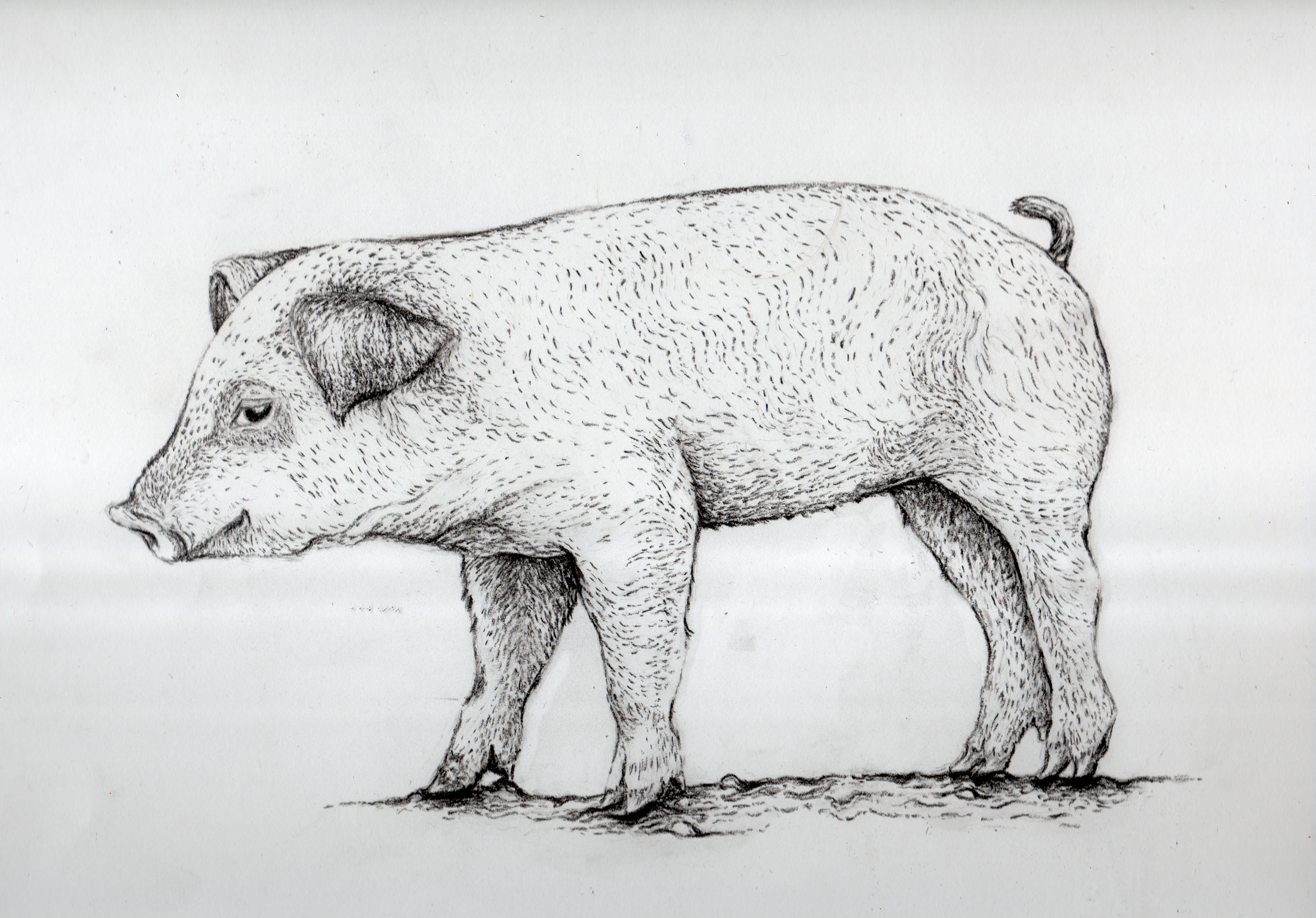 Vintage Pig Drawing - Gallery
