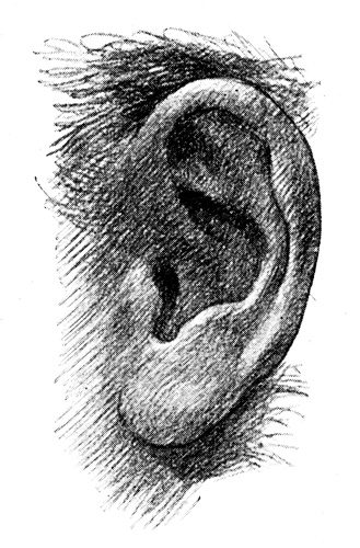 Free printable clipart of human ears Keep Healthy Eating Simple