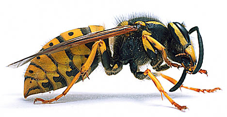 Wasps and Hornet Nest Control and Removal Services