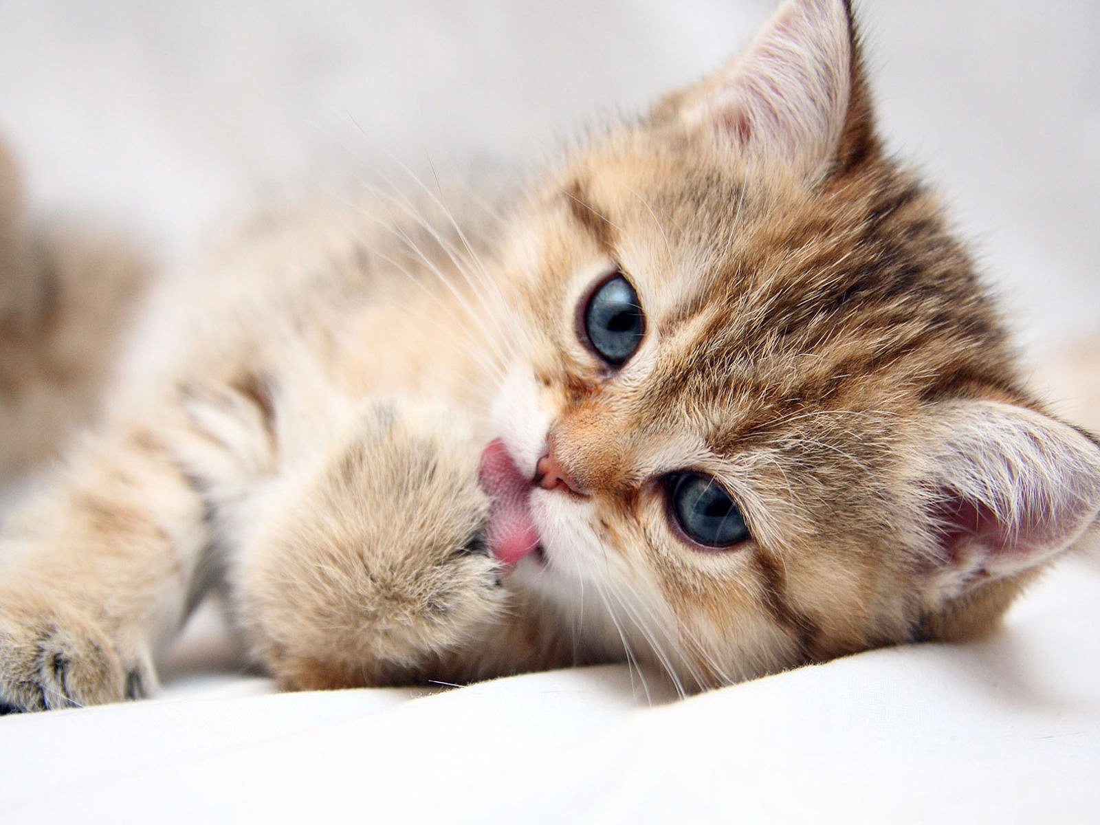 Cat Paw Wallpaper - WallpapersDB