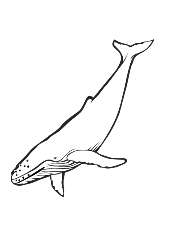 Pix For > Blue Whale Drawings Kids