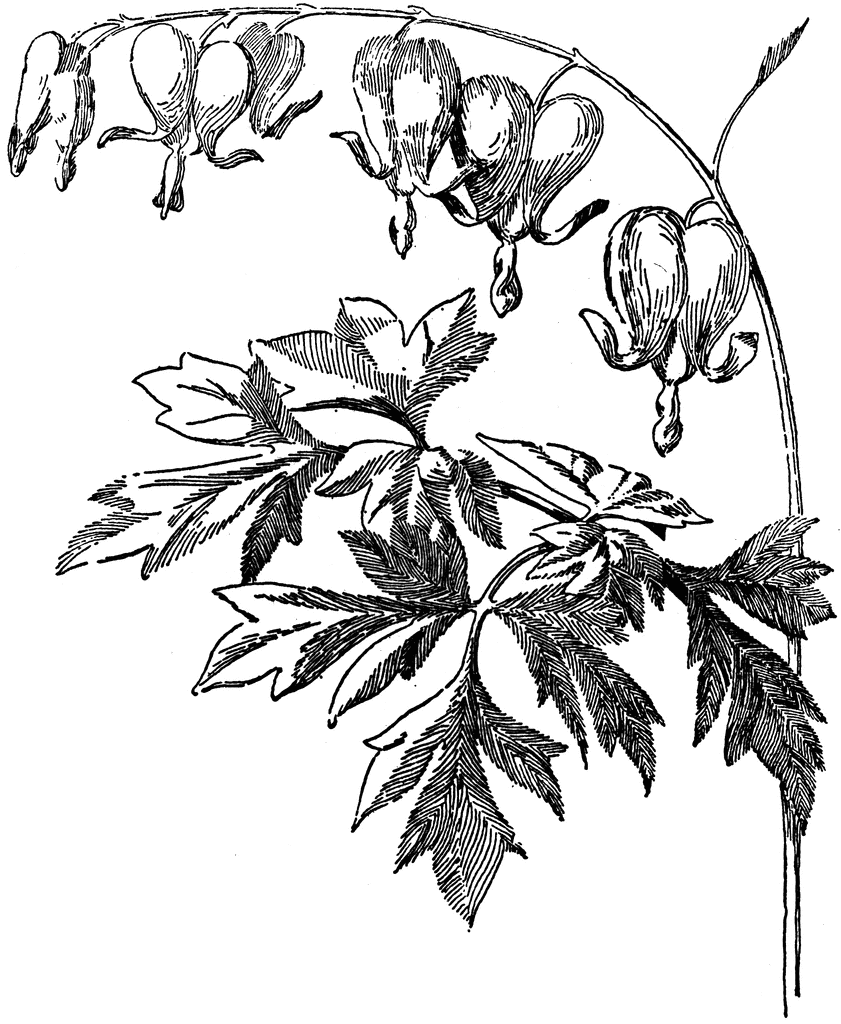 Bleeding Heart | ClipArt ETC