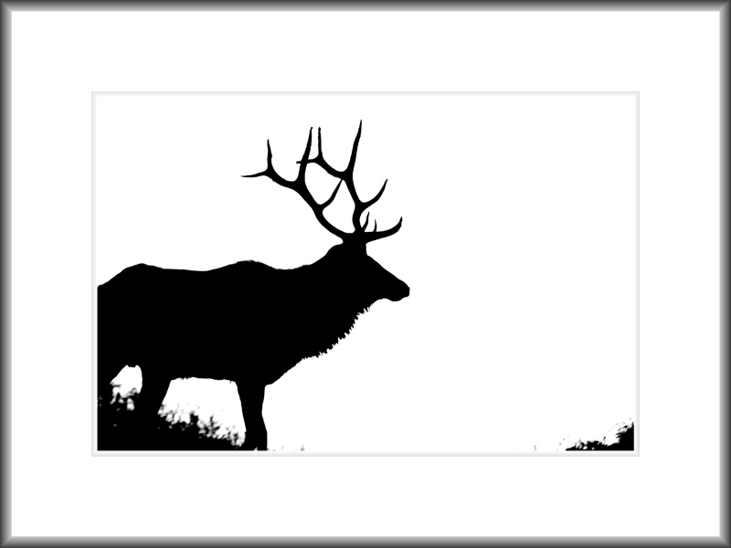 Wildlife - <br>Bull Elk Silhouette, Rocky Mountain National Park ...