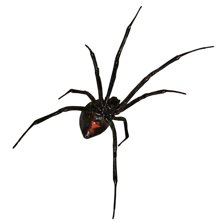Popular items for spider decals on Etsy