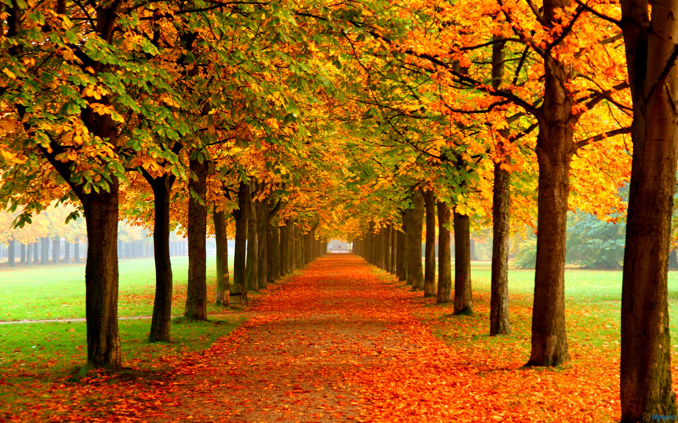 Interpretation of a dream in which you saw «Autumn»